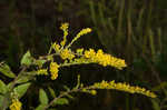 Wrinkleleaf goldenrod